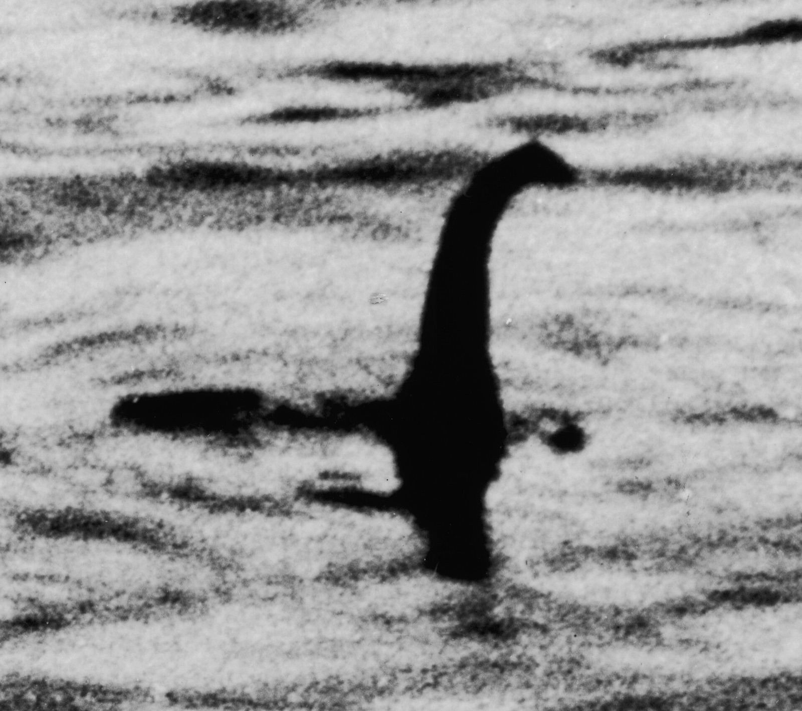 A long neck and small head rising from dark water