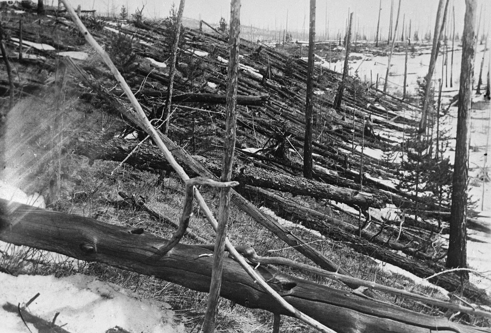 Trees knocked flat at the Tunguska site