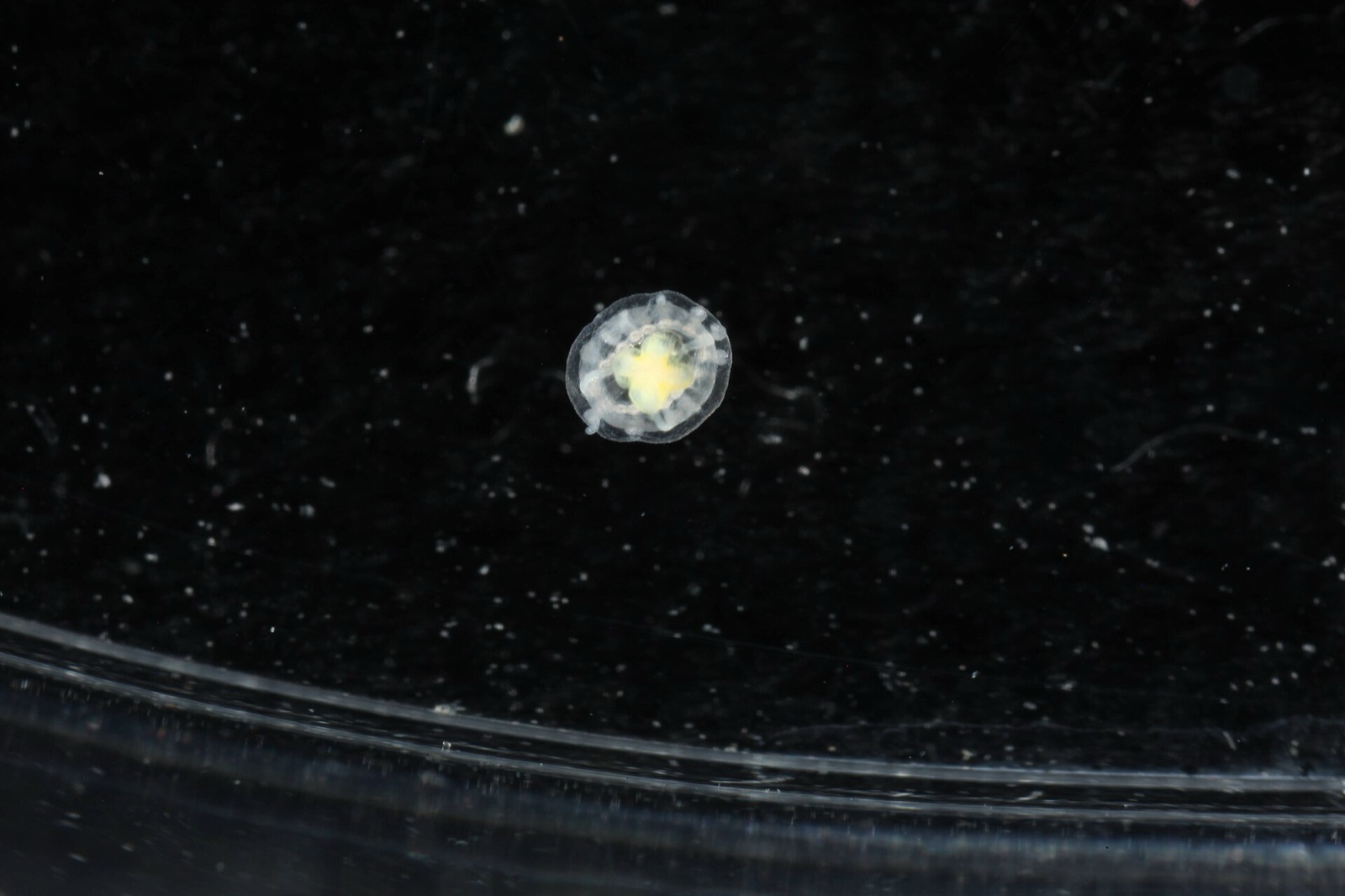 A tiny translucent jellyfish against a dark background